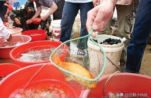 龍巖觀賞魚批發:附近哪賣觀賞魚 龍巖觀賞魚批發:附近哪賣觀賞魚 觀賞魚百科