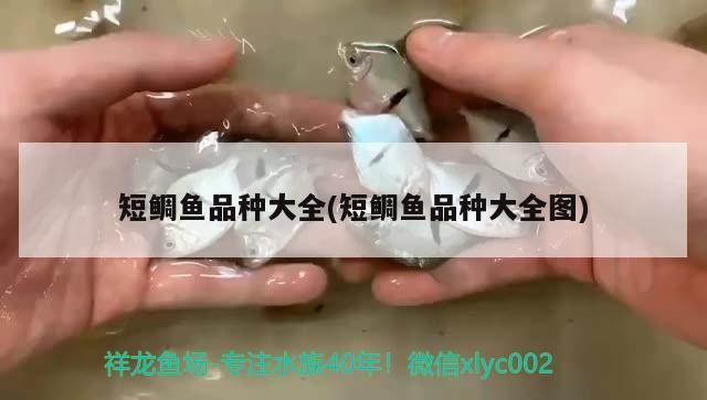 魚缸過濾器選購指南:自制魚缸過濾器魚缸上置過濾器對于養魚愛好者的必備知識 短鯛魚品種大全(短鯛魚品種大全圖) 觀賞魚百科 短鯛魚品種大全(短鯛魚品種大全圖) 短鯛魚品種大全(短鯛魚品種大全圖) 觀賞魚百科