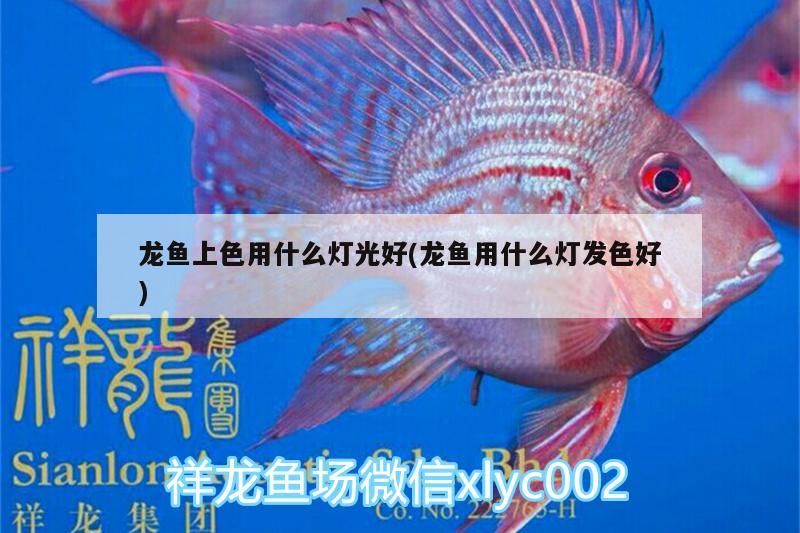 龍魚上色用什么燈光好(龍魚用什么燈發(fā)色好) 龍魚上色用什么燈光好(龍魚用什么燈發(fā)色好) 觀賞魚百科