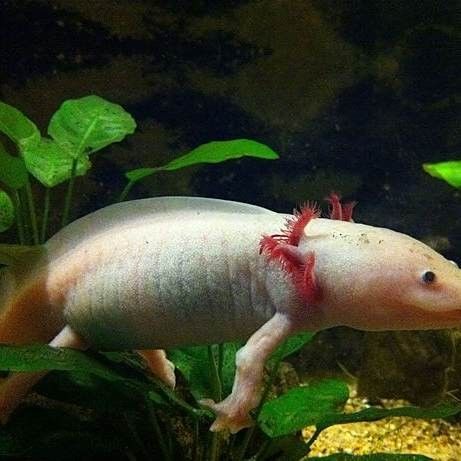 六腳恐龍魚可以在路上爬嗎 六腳恐龍魚可以在路上爬嗎 觀賞魚百科 第3張