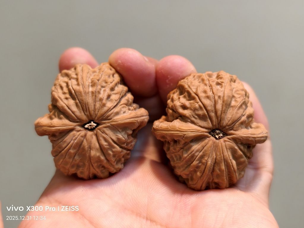 【淶水麻核桃·血麒麟299包郵】
