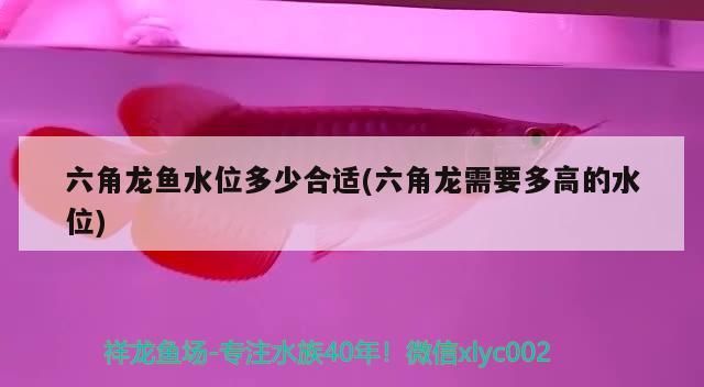 六角龍魚水位多少合適(六角龍需要多高的水位)