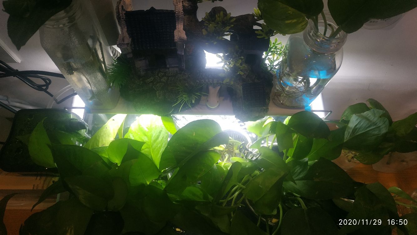 汕尾水族館我的綠蘿小魚缸 汕尾水族館我的綠蘿小魚缸 觀賞魚百科 第3張