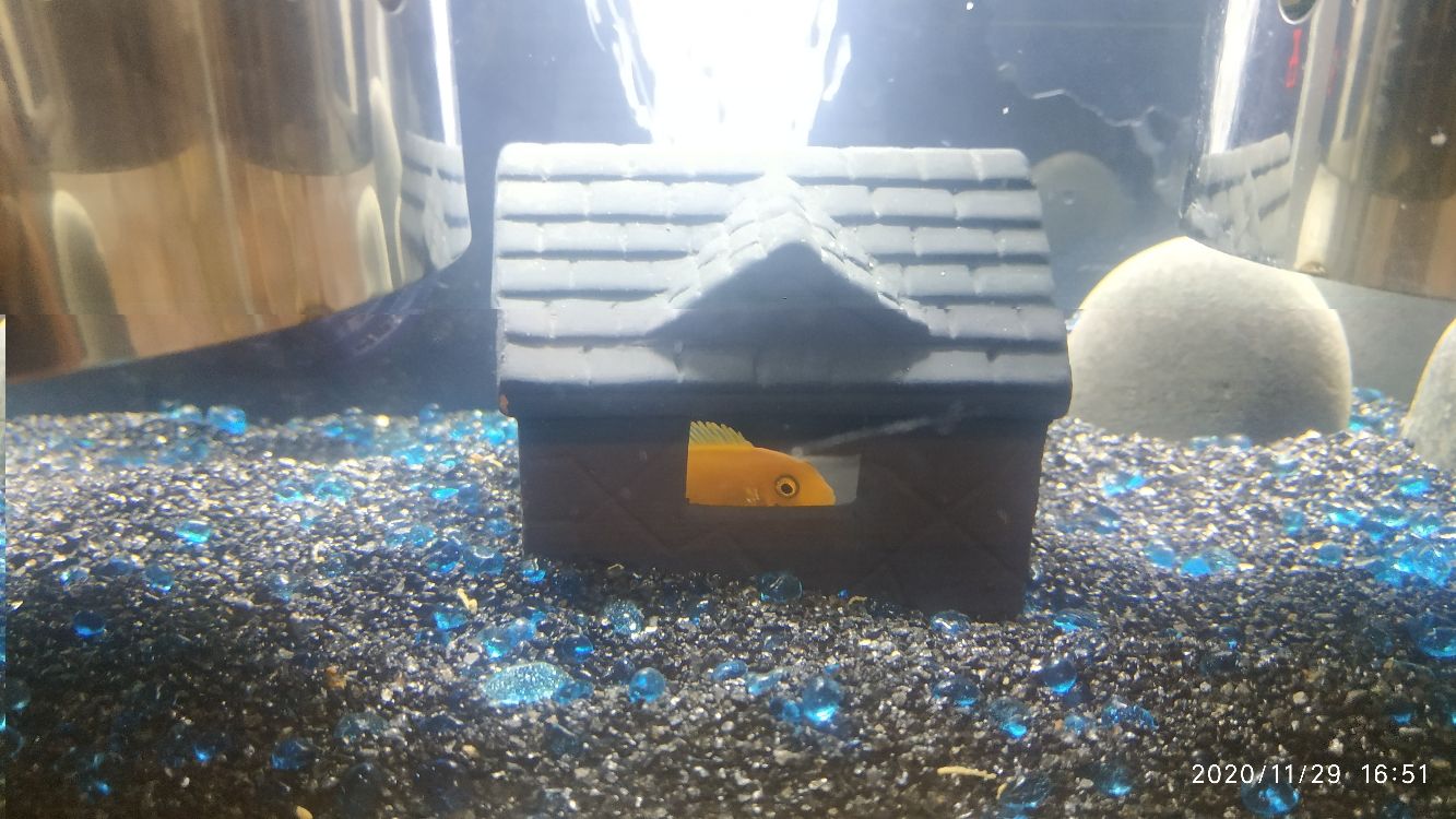 汕尾水族館我的綠蘿小魚缸 汕尾水族館我的綠蘿小魚缸 觀賞魚百科 第4張
