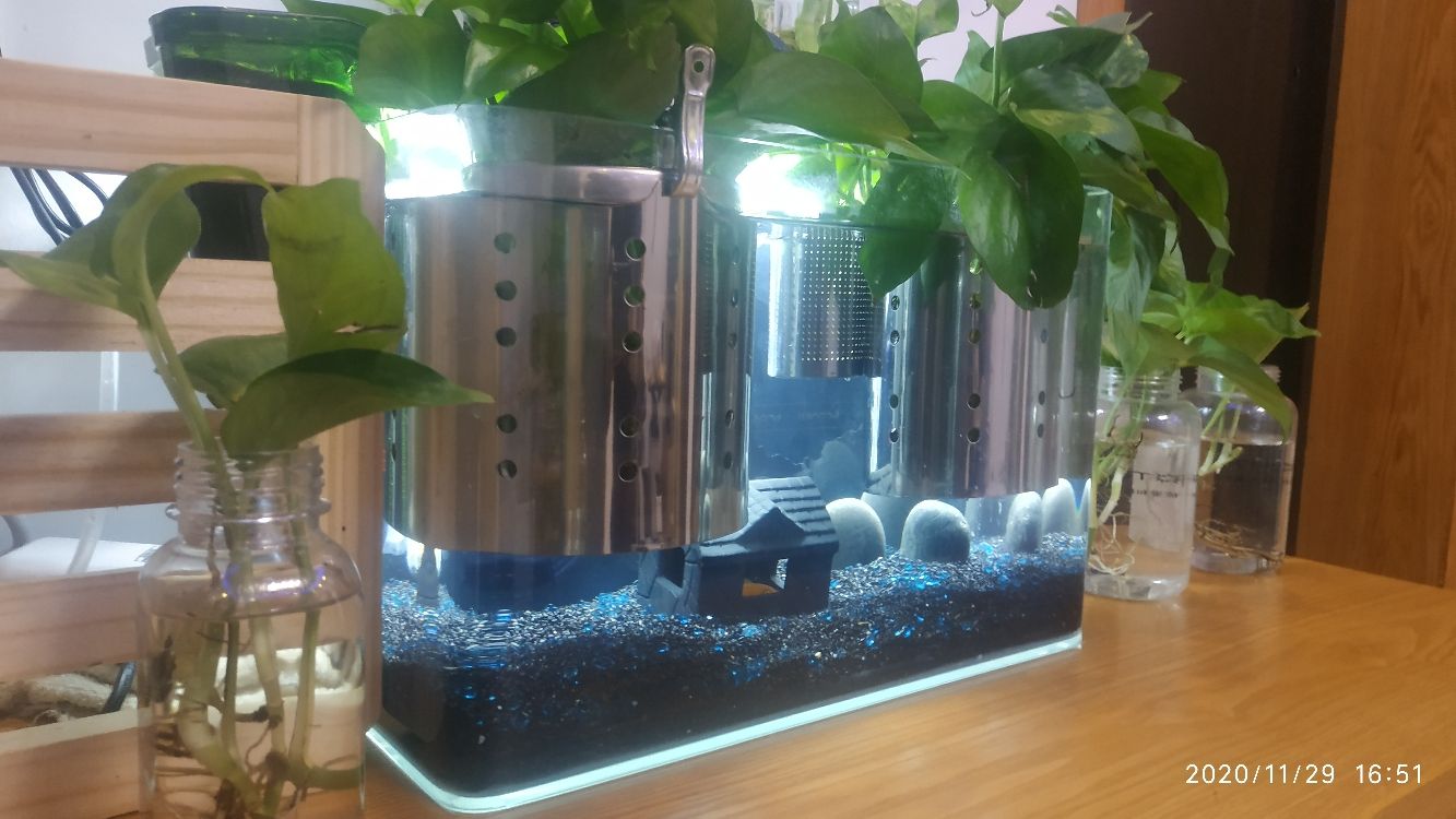 汕尾水族館我的綠蘿小魚缸 汕尾水族館我的綠蘿小魚缸 觀賞魚百科 第5張