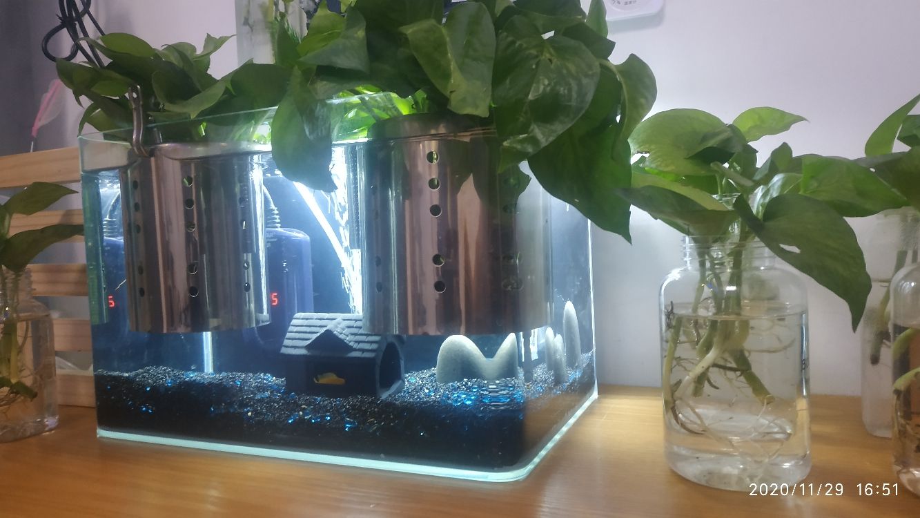 汕尾水族館我的綠蘿小魚缸 汕尾水族館我的綠蘿小魚缸 觀賞魚百科 第6張