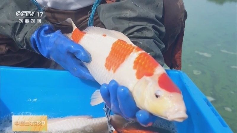 鎮(zhèn)平龍魚