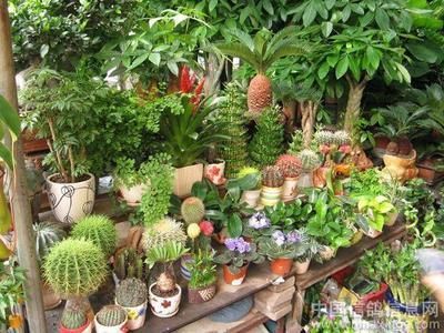 廣州芳村花鳥批發(fā)市場營業(yè)時間是幾點：廣州芳村花鳥魚蟲新世界