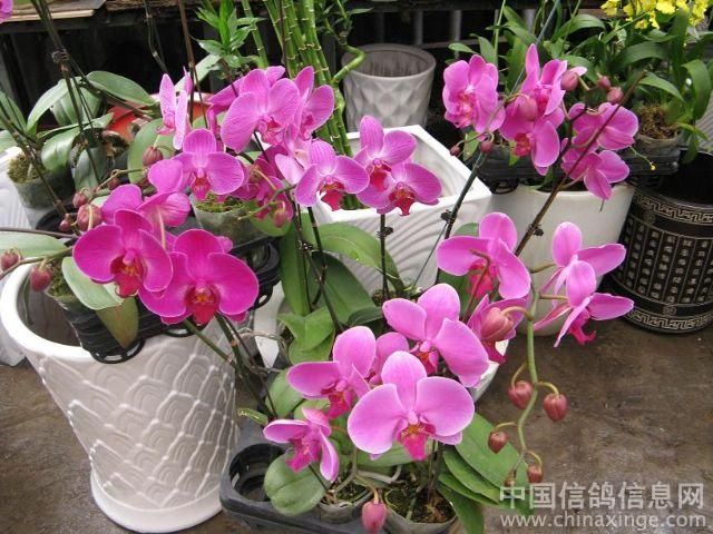 廣州芳村花鳥批發(fā)市場營業(yè)時間是幾點：廣州芳村花鳥魚蟲新世界