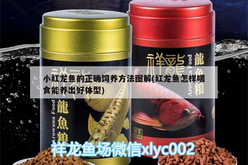 小紅龍魚的正確飼養方法圖解(紅龍魚怎樣喂食能養出好體型) 小紅龍魚的正確飼養方法圖解(紅龍魚怎樣喂食能養出好體型) 觀賞魚百科