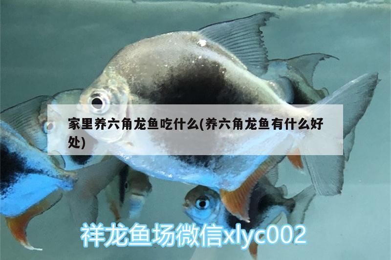 家里養六角龍魚吃什么(養六角龍魚有什么好處)