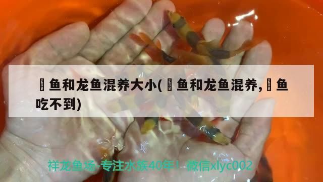 金龍魚 魟魚和龍魚混養大小(魟魚和龍魚混養,魟魚吃不到) 觀賞魚百科 魟魚和龍魚混養大小(魟魚和龍魚混養,魟魚吃不到) 魟魚和龍魚混養大小(魟魚和龍魚混養,魟魚吃不到) 觀賞魚百科