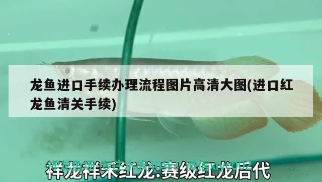 龍魚進口手續辦理流程圖片高清大圖(進口紅龍魚清關手續) 龍魚進口手續辦理流程圖片高清大圖(進口紅龍魚清關手續) 觀賞魚百科