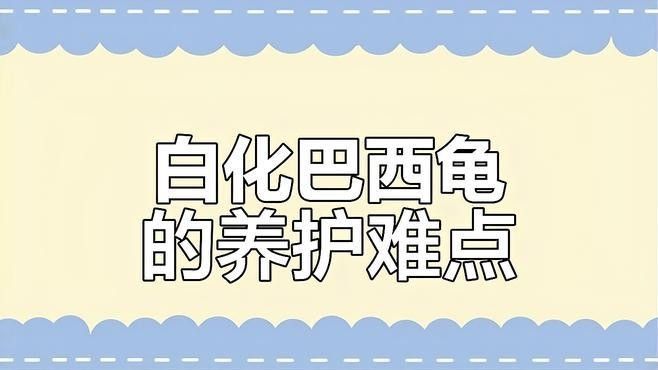 白化巴西龜能活多久 白化巴西龜能活多久 觀賞魚百科 第1張