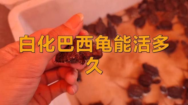 白化巴西龜能活多久 白化巴西龜能活多久 觀賞魚百科 第3張