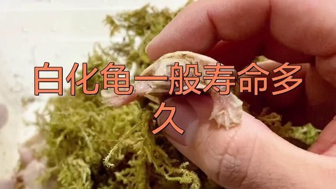 白化巴西龜能活多久 白化巴西龜能活多久 觀賞魚百科 第2張