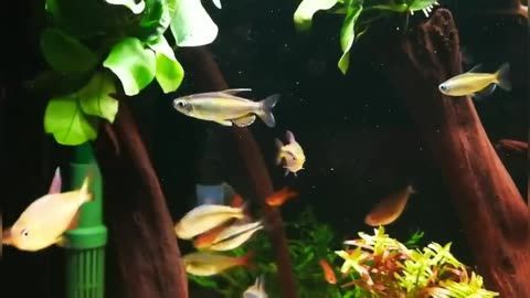 胭脂孔雀龍魚混養技巧分享（混養胭脂孔雀龍魚需要考慮密度、喂食、水質以及選擇混養技巧）