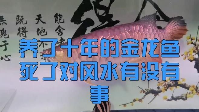 龍魚(yú)死掉有什么說(shuō)法么 龍魚(yú)死掉有什么說(shuō)法么 觀賞魚(yú)百科 第3張