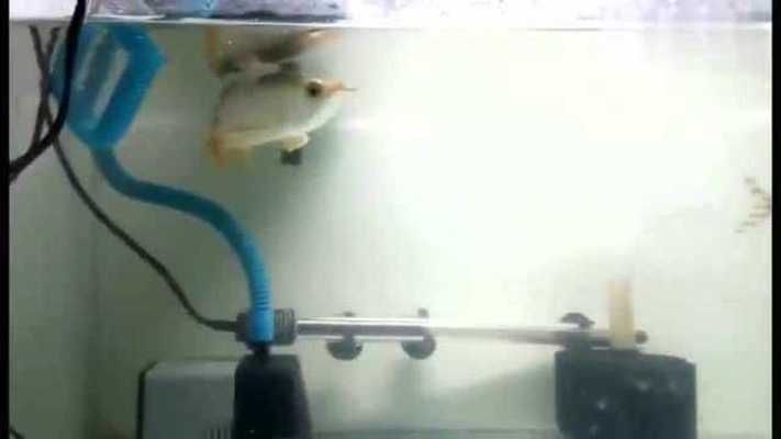 飛鳳魚混養(yǎng)適宜的伴侶魚種，適宜與飛鳳魚混養(yǎng)的魚類包括地圖魚與地圖魚混養(yǎng)的水質(zhì)要求