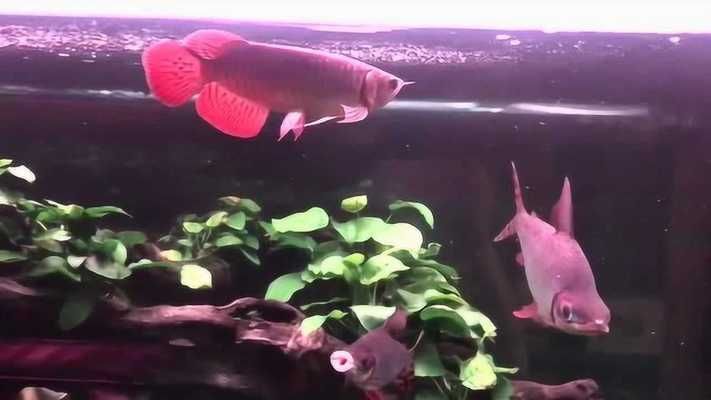 飛鳳魚混養(yǎng)適宜的伴侶魚種，適宜與飛鳳魚混養(yǎng)的魚類包括地圖魚與地圖魚混養(yǎng)的水質(zhì)要求