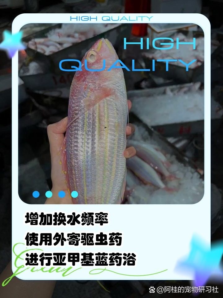 魚蹭缸用什么藥治最快