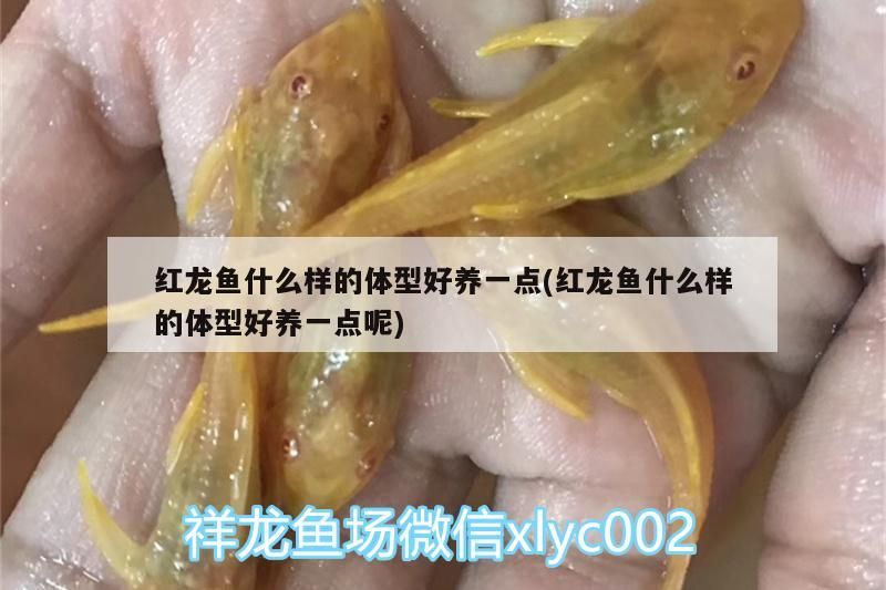 飼料 紅龍魚什么樣的體型好養一點(紅龍魚什么樣的體型好養一點呢) 觀賞魚百科 紅龍魚什么樣的體型好養一點(紅龍魚什么樣的體型好養一點呢) 紅龍魚什么樣的體型好養一點(紅龍魚什么樣的體型好養一點呢) 觀賞魚百科