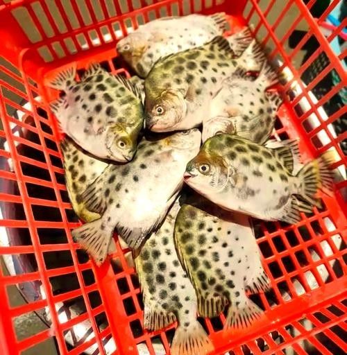 銀鼓魚為何被國家禁吃 觀賞魚百科 第5張 銀鼓魚為何被國家禁吃 銀鼓魚為何被國家禁吃 觀賞魚百科 第5張