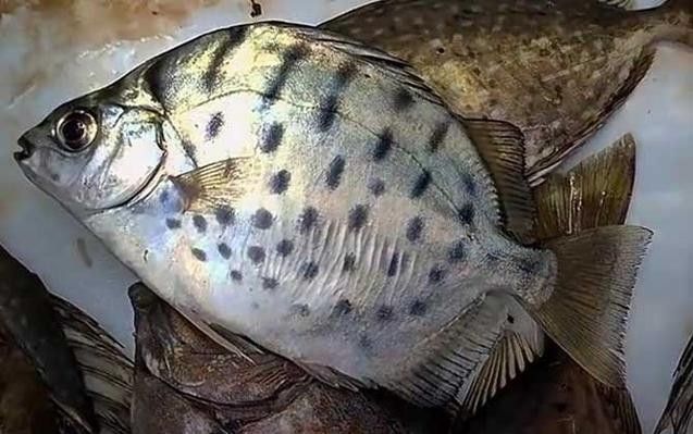 銀鼓魚為何被國家禁吃 觀賞魚百科 第3張 銀鼓魚為何被國家禁吃 銀鼓魚為何被國家禁吃 觀賞魚百科 第3張
