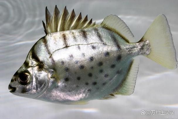 銀鼓魚為何被國家禁吃 觀賞魚百科 第1張 銀鼓魚為何被國家禁吃 銀鼓魚為何被國家禁吃 觀賞魚百科 第1張
