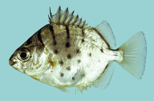 銀鼓魚為何被國家禁吃 觀賞魚百科 第4張 銀鼓魚為何被國家禁吃 銀鼓魚為何被國家禁吃 觀賞魚百科 第4張