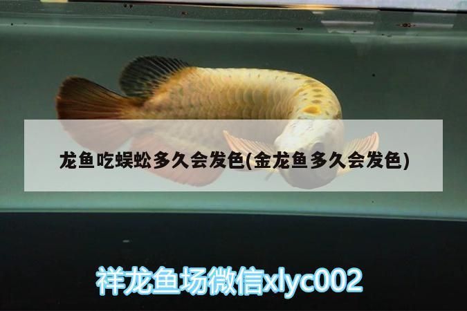 龍魚吃蜈蚣多久會發色(金龍魚多久會發色)
