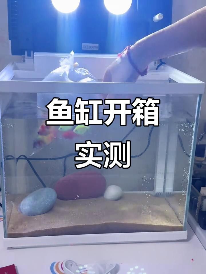 森森魚(yú)缸好嗎 森森魚(yú)缸好嗎 觀賞魚(yú)百科 第10張