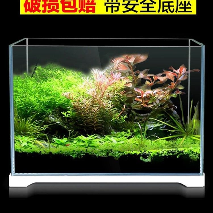 森森魚(yú)缸好嗎 森森魚(yú)缸好嗎 觀賞魚(yú)百科 第7張