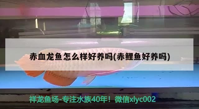 赤血龍魚怎么樣好養嗎(赤鯉魚好養嗎)