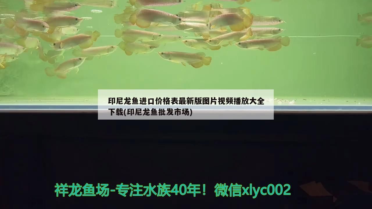 魚缸過濾器選購指南:自制魚缸過濾器魚缸上置過濾器對于養(yǎng)魚愛好者的必備知識 印尼龍魚進(jìn)口價格表最新版圖片視頻播放大全下載(印尼龍魚批發(fā)市場) 觀賞魚百科 印尼龍魚進(jìn)口價格表最新版圖片視頻播放大全下載(印尼龍魚批發(fā)市場) 印尼龍魚進(jìn)口價格表最新版圖片視頻播放大全下載(印尼龍魚批發(fā)市場) 觀賞魚百科