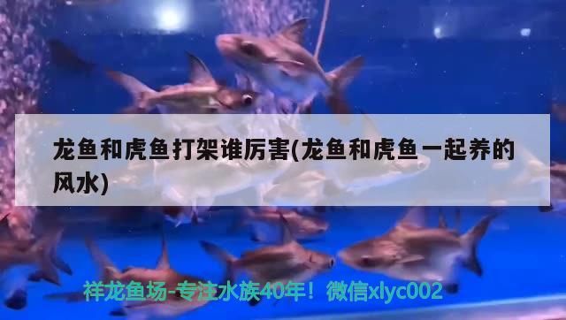 龍魚和虎魚打架誰厲害(龍魚和虎魚一起養的風水)