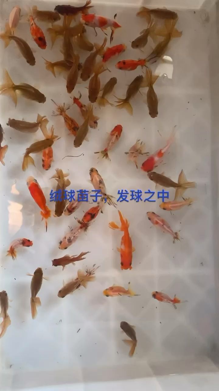 許昌最大的賣魚缸的地方是哪里啊圖片（許昌活魚批發市場） 許昌最大的賣魚缸的地方是哪里啊圖片（許昌活魚批發市場） 觀賞魚百科