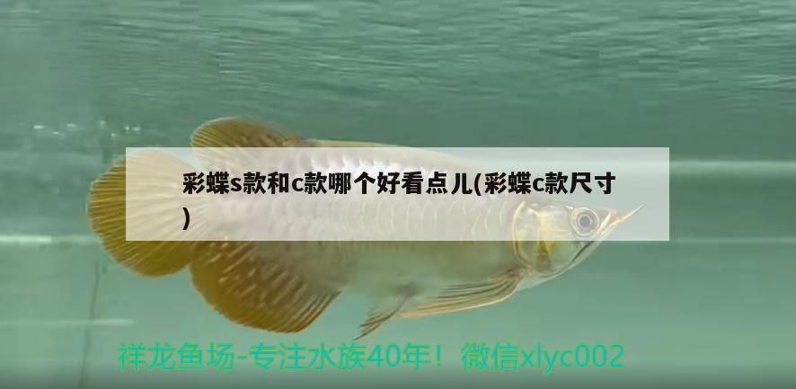 彩蝶s款和c款哪個好看點兒(彩蝶c款尺寸)