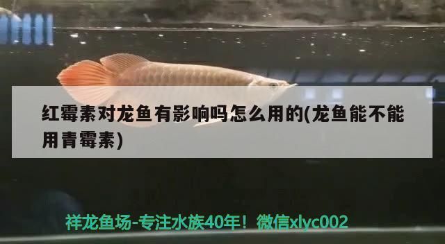 銀龍魚 紅霉素對龍魚有影響嗎怎么用的(龍魚能不能用青霉素) 觀賞魚百科 紅霉素對龍魚有影響嗎怎么用的(龍魚能不能用青霉素) 紅霉素對龍魚有影響嗎怎么用的(龍魚能不能用青霉素) 觀賞魚百科