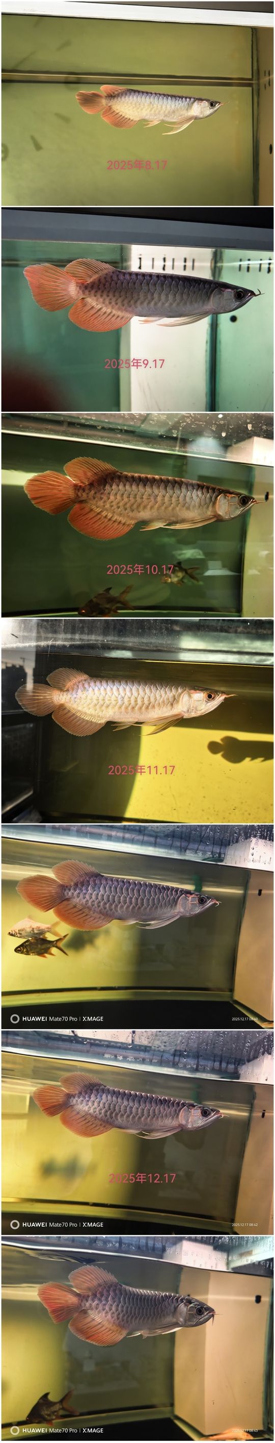 希望在新的一年里能夠健康快樂的長大 龍魚論壇 第1張 希望在新的一年里能夠健康快樂的長大 希望在新的一年里能夠健康快樂的長大 龍魚論壇 第1張