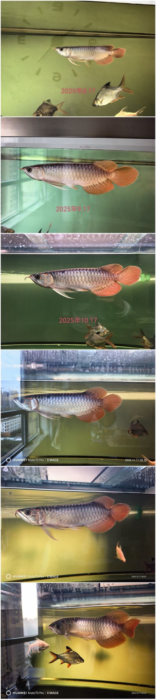 希望在新的一年里能夠健康快樂的長大 龍魚論壇 第2張 希望在新的一年里能夠健康快樂的長大 希望在新的一年里能夠健康快樂的長大 龍魚論壇 第2張