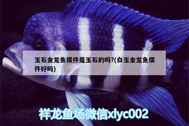 玉石金龍魚擺件是玉石的嗎?(白玉金龍魚擺件好嗎)