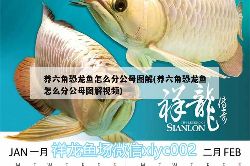 養六角恐龍魚怎么分公母圖解(養六角恐龍魚怎么分公母圖解視頻)