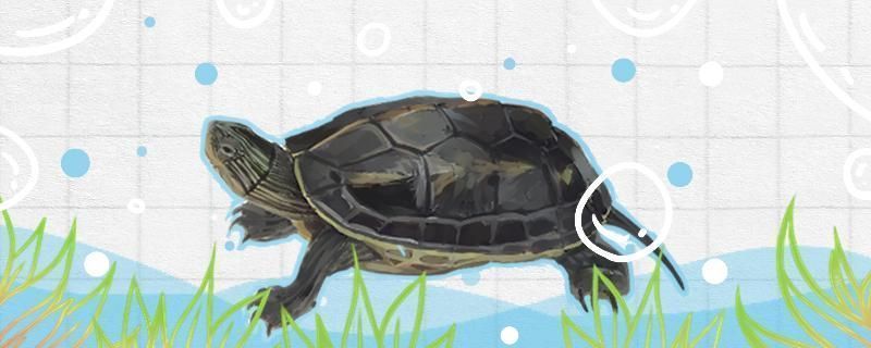 金龍魚底色與價格關系探究（金龍魚底色與價格之間存在怎樣的關聯金龍魚底色與價格之間存在關聯）