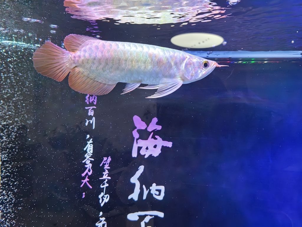 小家伙到家了