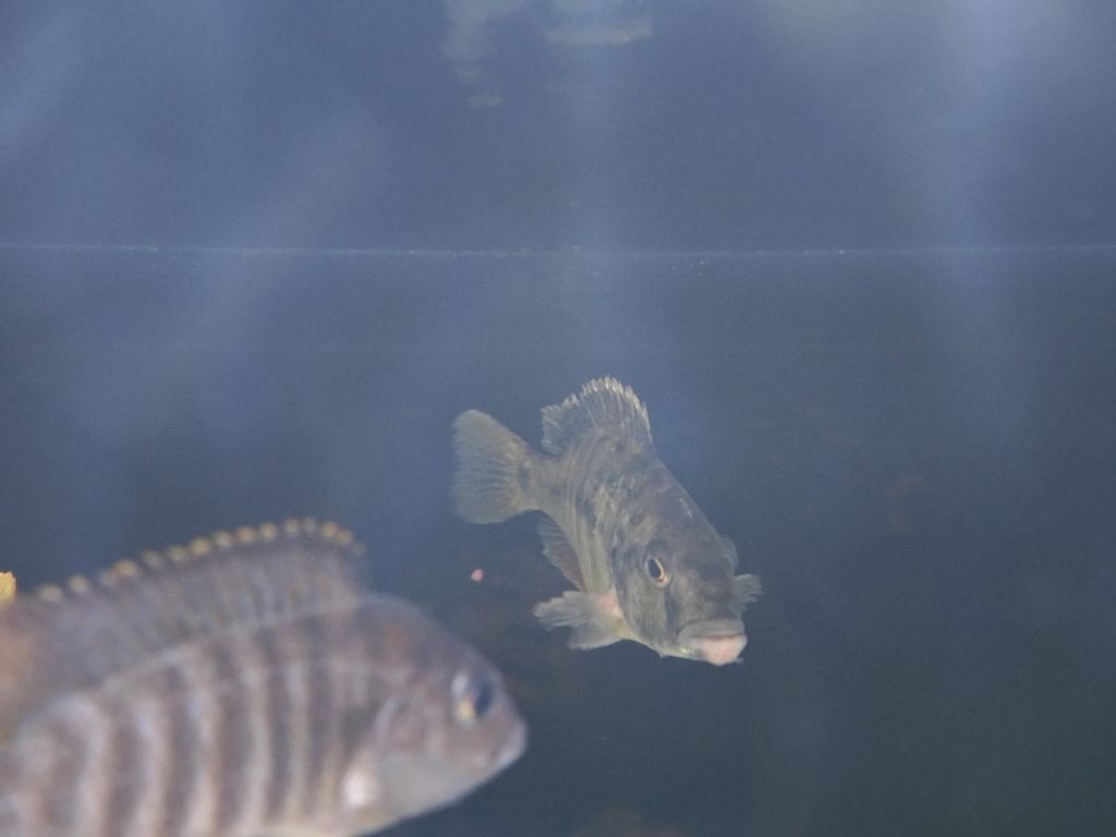 跪求大神指點迷津，魚爛下巴了