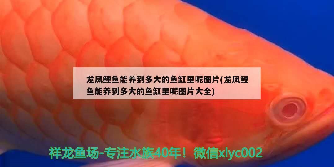 龍鳳鯉魚能養到多大的魚缸里呢圖片(龍鳳鯉魚能養到多大的魚缸里呢圖片大全)