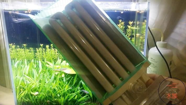 紅龍魚的最大尺寸:紅龍魚的最大尺寸是30厘米 觀賞魚百科 第2張 紅龍魚的最大尺寸:紅龍魚的最大尺寸是30厘米 紅龍魚的最大尺寸:紅龍魚的最大尺寸是30厘米 觀賞魚百科 第2張