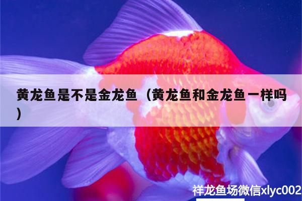 黃龍魚是不是金龍魚（黃龍魚和金龍魚一樣嗎） 黃龍魚是不是金龍魚（黃龍魚和金龍魚一樣嗎） 觀賞魚百科