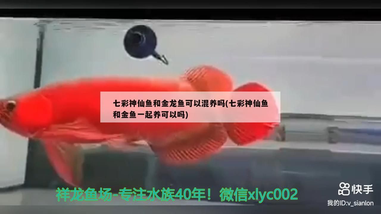 七彩神仙魚和金龍魚可以混養(yǎng)嗎(七彩神仙魚和金魚一起養(yǎng)可以嗎) 七彩神仙魚和金龍魚可以混養(yǎng)嗎(七彩神仙魚和金魚一起養(yǎng)可以嗎) 觀賞魚百科